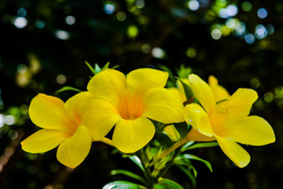 Close-up of yellow flowers blooming outdoors