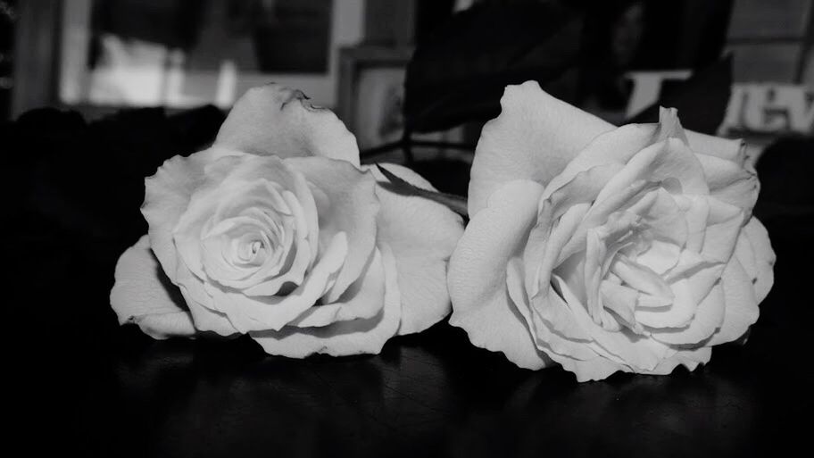 CLOSE-UP OF WHITE ROSES