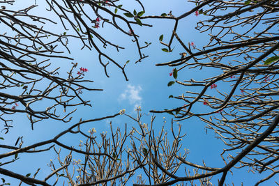 Low angle view of bare tree against sky