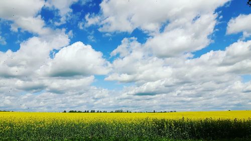 Scenic view of oilseed rape field against sky