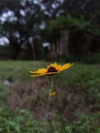 Close-up of insect on flower