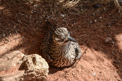 High angle view of a roadrunner bird in the shade