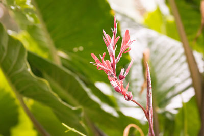 Close-up of pink flowering plant