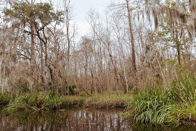 Scenic view of lake in forest against sky