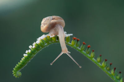 Close-up of crab on leaf