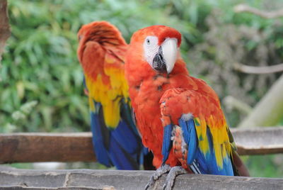 Scarlet macaws perching on wood