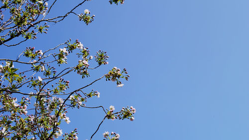 Low angle view of flower tree against clear blue sky