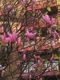 Close-up of pink flowers