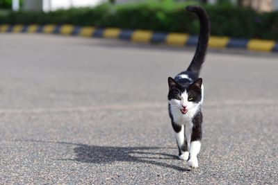 Front view of cat walking on road