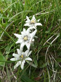 High angle view of white flowering plants on land