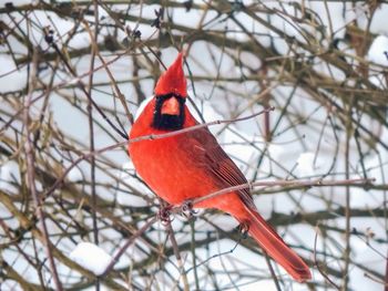 Close-up of northern cardinal perching on branch