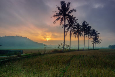 Scenic view of field against sky during sunset