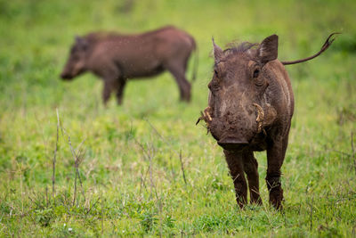 Wild boars on grassy field