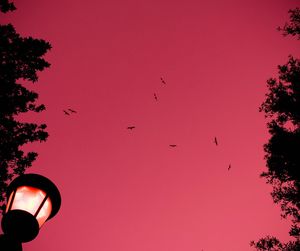 Low angle view of birds flying against sky