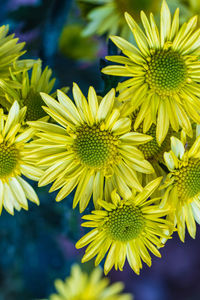 Close-up of yellow flowering plant
