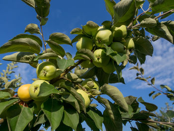 Low angle view of tree