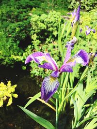 Close-up of purple crocus blooming outdoors