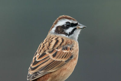 Close-up of a bird against gray background