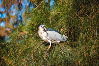 Bird on grassy field in forest