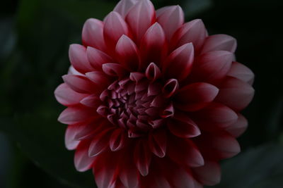 Close-up of pink flowers