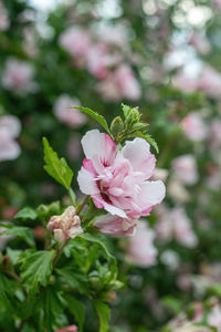 Close-up of pink flowering plant