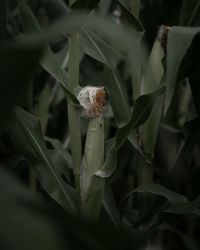 Close-up of corn stalk