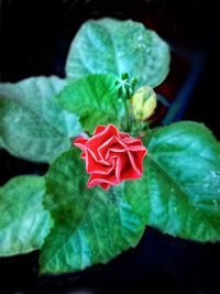 Close-up of red rose flower