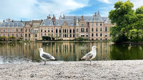 Seagulls on lake