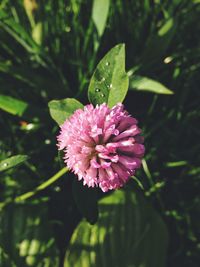 Close-up of pink flowers