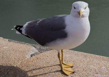 Close-up of seagull perching on rock by lake