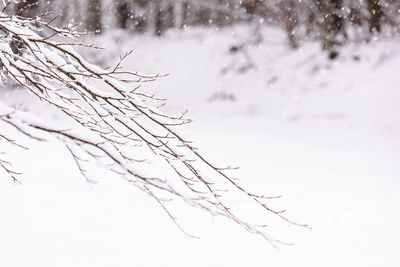 Close-up of snow on branch against sky