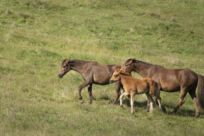 Side view of horses on grassy field