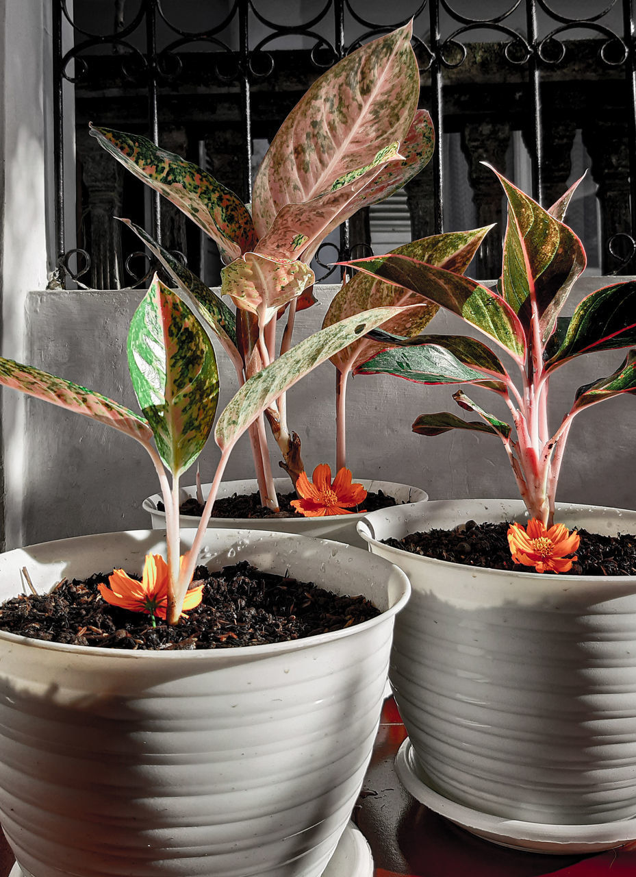 CLOSE-UP OF POTTED PLANT IN POT