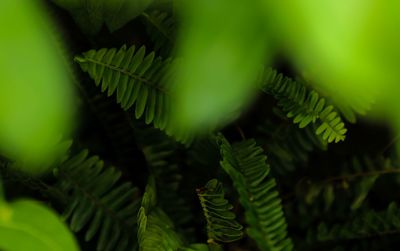 Close-up of fern leaves