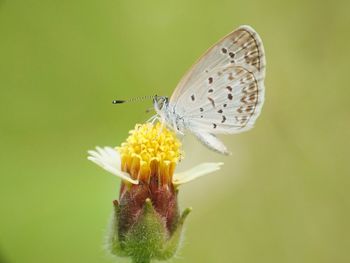 Close-up of butterfly perching on yellow flower