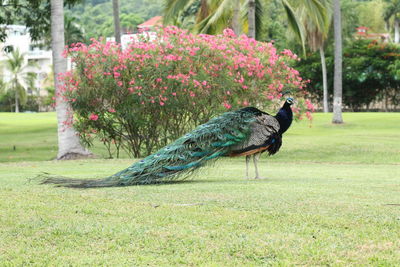 Dog on grassy field in park
