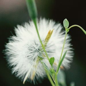 Close-up of white dandelion flower