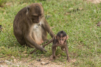 Long-tailed macaque with infant on field at zoo