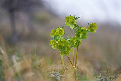 Close-up of flowering plant on field