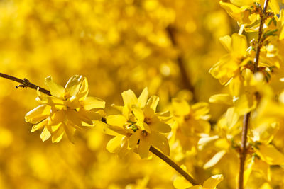 Close-up of yellow flowering plant