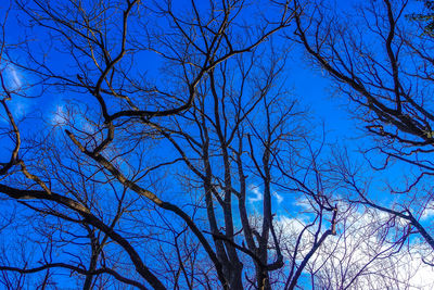 Low angle view of bare trees against blue sky
