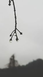 Silhouette tree against sky