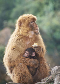 Monkey with his calf on his lap eating bread. colors of nature
