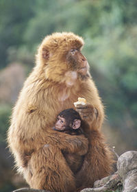 Monkey looking away outdoors