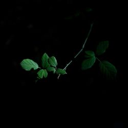 Close-up of leaves over black background