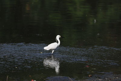 Gray heron in lake