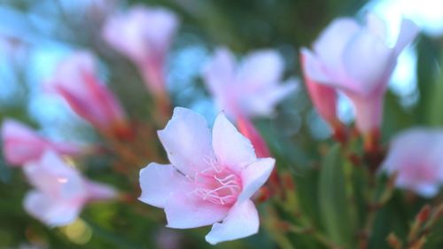 Close-up of pink flowering plant