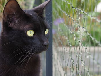 Close-up of black cat