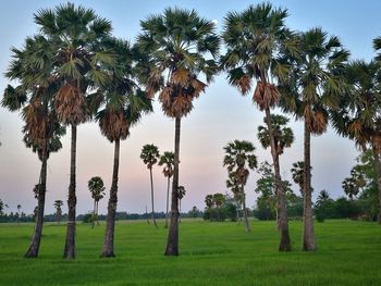 Palm trees on field against sky