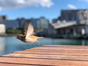 Seagull on a pier